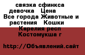 связка сфинкса. девочка › Цена ­ 500 - Все города Животные и растения » Кошки   . Карелия респ.,Костомукша г.